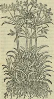 Picture 17 of 711 from Petri Andreae Matthioli Senensis serenissimi Principis Ferdinandi Archiducis Austriae & c., Medici, Commentarii secundo aucti : in libros sex Pedacii Dioscoridis Anazarbei de medica materia. Adiectis quàm plurimis plantarum, & animalium imaginibus quae in priore editione non habentur, eodem authore : his accessit eiusdem apologia adversus Amathum Lusitanum cum censura in eiusdem enarrationes (1558), leaf 125