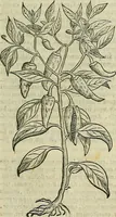 Picture 18 of 711 from Petri Andreae Matthioli Senensis serenissimi Principis Ferdinandi Archiducis Austriae & c., Medici, Commentarii secundo aucti : in libros sex Pedacii Dioscoridis Anazarbei de medica materia. Adiectis quàm plurimis plantarum, & animalium imaginibus quae in priore editione non habentur, eodem authore : his accessit eiusdem apologia adversus Amathum Lusitanum cum censura in eiusdem enarrationes (1558), leaf 126