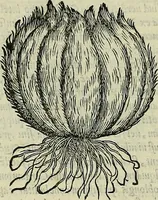 Picture 19 of 711 from Petri Andreae Matthioli Senensis serenissimi Principis Ferdinandi Archiducis Austriae & c., Medici, Commentarii secundo aucti : in libros sex Pedacii Dioscoridis Anazarbei de medica materia. Adiectis quàm plurimis plantarum, & animalium imaginibus quae in priore editione non habentur, eodem authore : his accessit eiusdem apologia adversus Amathum Lusitanum cum censura in eiusdem enarrationes (1558), leaf 127