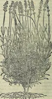 Picture 21 of 711 from Petri Andreae Matthioli Senensis serenissimi Principis Ferdinandi Archiducis Austriae & c., Medici, Commentarii secundo aucti : in libros sex Pedacii Dioscoridis Anazarbei de medica materia. Adiectis quàm plurimis plantarum, & animalium imaginibus quae in priore editione non habentur, eodem authore : his accessit eiusdem apologia adversus Amathum Lusitanum cum censura in eiusdem enarrationes (1558), leaf 129