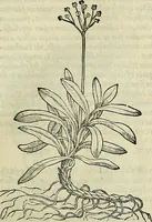 An illustration from Petri Andreae Matthioli Senensis serenissimi Principis Ferdinandi Archiducis Austriae & c., Medici, Commentarii secundo aucti : in libros sex Pedacii Dioscoridis Anazarbei de medica materia. Adiectis quàm plurimis plantarum, & animalium imaginibus quae in priore editione non habentur, eodem authore : his accessit eiusdem apologia adversus Amathum Lusitanum cum censura in eiusdem enarrationes (1558)