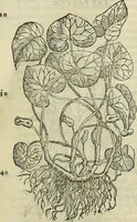 Picture 23 of 711 from Petri Andreae Matthioli Senensis serenissimi Principis Ferdinandi Archiducis Austriae & c., Medici, Commentarii secundo aucti : in libros sex Pedacii Dioscoridis Anazarbei de medica materia. Adiectis quàm plurimis plantarum, & animalium imaginibus quae in priore editione non habentur, eodem authore : his accessit eiusdem apologia adversus Amathum Lusitanum cum censura in eiusdem enarrationes (1558), leaf 132