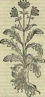 An illustration from Petri Andreae Matthioli Senensis serenissimi Principis Ferdinandi Archiducis Austriae & c., Medici, Commentarii secundo aucti : in libros sex Pedacii Dioscoridis Anazarbei de medica materia. Adiectis quàm plurimis plantarum, & animalium imaginibus quae in priore editione non habentur, eodem authore : his accessit eiusdem apologia adversus Amathum Lusitanum cum censura in eiusdem enarrationes (1558)