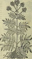 Picture 25 of 711 from Petri Andreae Matthioli Senensis serenissimi Principis Ferdinandi Archiducis Austriae & c., Medici, Commentarii secundo aucti : in libros sex Pedacii Dioscoridis Anazarbei de medica materia. Adiectis quàm plurimis plantarum, & animalium imaginibus quae in priore editione non habentur, eodem authore : his accessit eiusdem apologia adversus Amathum Lusitanum cum censura in eiusdem enarrationes (1558), leaf 133