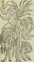 Picture 26 of 711 from Petri Andreae Matthioli Senensis serenissimi Principis Ferdinandi Archiducis Austriae & c., Medici, Commentarii secundo aucti : in libros sex Pedacii Dioscoridis Anazarbei de medica materia. Adiectis quàm plurimis plantarum, & animalium imaginibus quae in priore editione non habentur, eodem authore : his accessit eiusdem apologia adversus Amathum Lusitanum cum censura in eiusdem enarrationes (1558), leaf 141