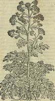 An illustration from Petri Andreae Matthioli Senensis serenissimi Principis Ferdinandi Archiducis Austriae & c., Medici, Commentarii secundo aucti : in libros sex Pedacii Dioscoridis Anazarbei de medica materia. Adiectis quàm plurimis plantarum, & animalium imaginibus quae in priore editione non habentur, eodem authore : his accessit eiusdem apologia adversus Amathum Lusitanum cum censura in eiusdem enarrationes (1558)