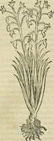 Picture 28 of 711 from Petri Andreae Matthioli Senensis serenissimi Principis Ferdinandi Archiducis Austriae & c., Medici, Commentarii secundo aucti : in libros sex Pedacii Dioscoridis Anazarbei de medica materia. Adiectis quàm plurimis plantarum, & animalium imaginibus quae in priore editione non habentur, eodem authore : his accessit eiusdem apologia adversus Amathum Lusitanum cum censura in eiusdem enarrationes (1558), leaf 144