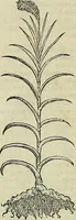 Picture 29 of 711 from Petri Andreae Matthioli Senensis serenissimi Principis Ferdinandi Archiducis Austriae & c., Medici, Commentarii secundo aucti : in libros sex Pedacii Dioscoridis Anazarbei de medica materia. Adiectis quàm plurimis plantarum, & animalium imaginibus quae in priore editione non habentur, eodem authore : his accessit eiusdem apologia adversus Amathum Lusitanum cum censura in eiusdem enarrationes (1558), leaf 145