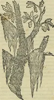An illustration from Petri Andreae Matthioli Senensis serenissimi Principis Ferdinandi Archiducis Austriae & c., Medici, Commentarii secundo aucti : in libros sex Pedacii Dioscoridis Anazarbei de medica materia. Adiectis quàm plurimis plantarum, & animalium imaginibus quae in priore editione non habentur, eodem authore : his accessit eiusdem apologia adversus Amathum Lusitanum cum censura in eiusdem enarrationes (1558)