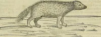An illustration from Petri Andreae Matthioli Senensis serenissimi Principis Ferdinandi Archiducis Austriae & c., Medici, Commentarii secundo aucti : in libros sex Pedacii Dioscoridis Anazarbei de medica materia. Adiectis quàm plurimis plantarum, & animalium imaginibus quae in priore editione non habentur, eodem authore : his accessit eiusdem apologia adversus Amathum Lusitanum cum censura in eiusdem enarrationes (1558)