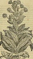 An illustration from Petri Andreae Matthioli Senensis serenissimi Principis Ferdinandi Archiducis Austriae & c., Medici, Commentarii secundo aucti : in libros sex Pedacii Dioscoridis Anazarbei de medica materia. Adiectis quàm plurimis plantarum, & animalium imaginibus quae in priore editione non habentur, eodem authore : his accessit eiusdem apologia adversus Amathum Lusitanum cum censura in eiusdem enarrationes (1558)