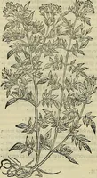 Picture 35 of 711 from Petri Andreae Matthioli Senensis serenissimi Principis Ferdinandi Archiducis Austriae & c., Medici, Commentarii secundo aucti : in libros sex Pedacii Dioscoridis Anazarbei de medica materia. Adiectis quàm plurimis plantarum, & animalium imaginibus quae in priore editione non habentur, eodem authore : his accessit eiusdem apologia adversus Amathum Lusitanum cum censura in eiusdem enarrationes (1558), leaf 169