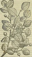 Picture 36 of 711 from Petri Andreae Matthioli Senensis serenissimi Principis Ferdinandi Archiducis Austriae & c., Medici, Commentarii secundo aucti : in libros sex Pedacii Dioscoridis Anazarbei de medica materia. Adiectis quàm plurimis plantarum, & animalium imaginibus quae in priore editione non habentur, eodem authore : his accessit eiusdem apologia adversus Amathum Lusitanum cum censura in eiusdem enarrationes (1558), leaf 171