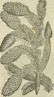 An illustration from Petri Andreae Matthioli Senensis serenissimi Principis Ferdinandi Archiducis Austriae & c., Medici, Commentarii secundo aucti : in libros sex Pedacii Dioscoridis Anazarbei de medica materia. Adiectis quàm plurimis plantarum, & animalium imaginibus quae in priore editione non habentur, eodem authore : his accessit eiusdem apologia adversus Amathum Lusitanum cum censura in eiusdem enarrationes (1558)