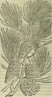 An illustration from Petri Andreae Matthioli Senensis serenissimi Principis Ferdinandi Archiducis Austriae & c., Medici, Commentarii secundo aucti : in libros sex Pedacii Dioscoridis Anazarbei de medica materia. Adiectis quàm plurimis plantarum, & animalium imaginibus quae in priore editione non habentur, eodem authore : his accessit eiusdem apologia adversus Amathum Lusitanum cum censura in eiusdem enarrationes (1558)