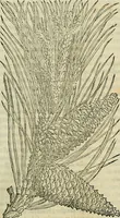 An illustration from Petri Andreae Matthioli Senensis serenissimi Principis Ferdinandi Archiducis Austriae & c., Medici, Commentarii secundo aucti : in libros sex Pedacii Dioscoridis Anazarbei de medica materia. Adiectis quàm plurimis plantarum, & animalium imaginibus quae in priore editione non habentur, eodem authore : his accessit eiusdem apologia adversus Amathum Lusitanum cum censura in eiusdem enarrationes (1558)