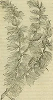 Picture 44 of 711 from Petri Andreae Matthioli Senensis serenissimi Principis Ferdinandi Archiducis Austriae & c., Medici, Commentarii secundo aucti : in libros sex Pedacii Dioscoridis Anazarbei de medica materia. Adiectis quàm plurimis plantarum, & animalium imaginibus quae in priore editione non habentur, eodem authore : his accessit eiusdem apologia adversus Amathum Lusitanum cum censura in eiusdem enarrationes (1558), leaf 182