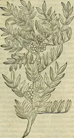 Picture 46 of 711 from Petri Andreae Matthioli Senensis serenissimi Principis Ferdinandi Archiducis Austriae & c., Medici, Commentarii secundo aucti : in libros sex Pedacii Dioscoridis Anazarbei de medica materia. Adiectis quàm plurimis plantarum, & animalium imaginibus quae in priore editione non habentur, eodem authore : his accessit eiusdem apologia adversus Amathum Lusitanum cum censura in eiusdem enarrationes (1558), leaf 184