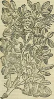 Picture 47 of 711 from Petri Andreae Matthioli Senensis serenissimi Principis Ferdinandi Archiducis Austriae & c., Medici, Commentarii secundo aucti : in libros sex Pedacii Dioscoridis Anazarbei de medica materia. Adiectis quàm plurimis plantarum, & animalium imaginibus quae in priore editione non habentur, eodem authore : his accessit eiusdem apologia adversus Amathum Lusitanum cum censura in eiusdem enarrationes (1558), leaf 186