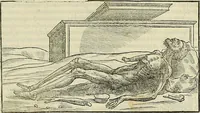 An illustration from Petri Andreae Matthioli Senensis serenissimi Principis Ferdinandi Archiducis Austriae & c., Medici, Commentarii secundo aucti : in libros sex Pedacii Dioscoridis Anazarbei de medica materia. Adiectis quàm plurimis plantarum, & animalium imaginibus quae in priore editione non habentur, eodem authore : his accessit eiusdem apologia adversus Amathum Lusitanum cum censura in eiusdem enarrationes (1558)