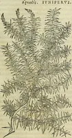 An illustration from Petri Andreae Matthioli Senensis serenissimi Principis Ferdinandi Archiducis Austriae & c., Medici, Commentarii secundo aucti : in libros sex Pedacii Dioscoridis Anazarbei de medica materia. Adiectis quàm plurimis plantarum, & animalium imaginibus quae in priore editione non habentur, eodem authore : his accessit eiusdem apologia adversus Amathum Lusitanum cum censura in eiusdem enarrationes (1558)