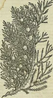 An illustration from Petri Andreae Matthioli Senensis serenissimi Principis Ferdinandi Archiducis Austriae & c., Medici, Commentarii secundo aucti : in libros sex Pedacii Dioscoridis Anazarbei de medica materia. Adiectis quàm plurimis plantarum, & animalium imaginibus quae in priore editione non habentur, eodem authore : his accessit eiusdem apologia adversus Amathum Lusitanum cum censura in eiusdem enarrationes (1558)