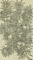 An illustration from Petri Andreae Matthioli Senensis serenissimi Principis Ferdinandi Archiducis Austriae & c., Medici, Commentarii secundo aucti : in libros sex Pedacii Dioscoridis Anazarbei de medica materia. Adiectis quàm plurimis plantarum, & animalium imaginibus quae in priore editione non habentur, eodem authore : his accessit eiusdem apologia adversus Amathum Lusitanum cum censura in eiusdem enarrationes (1558)
