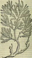 Picture 53 of 711 from Petri Andreae Matthioli Senensis serenissimi Principis Ferdinandi Archiducis Austriae & c., Medici, Commentarii secundo aucti : in libros sex Pedacii Dioscoridis Anazarbei de medica materia. Adiectis quàm plurimis plantarum, & animalium imaginibus quae in priore editione non habentur, eodem authore : his accessit eiusdem apologia adversus Amathum Lusitanum cum censura in eiusdem enarrationes (1558), leaf 197