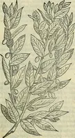 Picture 54 of 711 from Petri Andreae Matthioli Senensis serenissimi Principis Ferdinandi Archiducis Austriae & c., Medici, Commentarii secundo aucti : in libros sex Pedacii Dioscoridis Anazarbei de medica materia. Adiectis quàm plurimis plantarum, & animalium imaginibus quae in priore editione non habentur, eodem authore : his accessit eiusdem apologia adversus Amathum Lusitanum cum censura in eiusdem enarrationes (1558), leaf 200