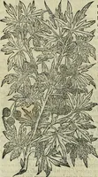 Picture 55 of 711 from Petri Andreae Matthioli Senensis serenissimi Principis Ferdinandi Archiducis Austriae & c., Medici, Commentarii secundo aucti : in libros sex Pedacii Dioscoridis Anazarbei de medica materia. Adiectis quàm plurimis plantarum, & animalium imaginibus quae in priore editione non habentur, eodem authore : his accessit eiusdem apologia adversus Amathum Lusitanum cum censura in eiusdem enarrationes (1558), leaf 201