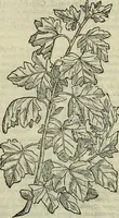Picture 57 of 711 from Petri Andreae Matthioli Senensis serenissimi Principis Ferdinandi Archiducis Austriae & c., Medici, Commentarii secundo aucti : in libros sex Pedacii Dioscoridis Anazarbei de medica materia. Adiectis quàm plurimis plantarum, & animalium imaginibus quae in priore editione non habentur, eodem authore : his accessit eiusdem apologia adversus Amathum Lusitanum cum censura in eiusdem enarrationes (1558), leaf 203