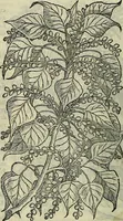 Picture 58 of 711 from Petri Andreae Matthioli Senensis serenissimi Principis Ferdinandi Archiducis Austriae & c., Medici, Commentarii secundo aucti : in libros sex Pedacii Dioscoridis Anazarbei de medica materia. Adiectis quàm plurimis plantarum, & animalium imaginibus quae in priore editione non habentur, eodem authore : his accessit eiusdem apologia adversus Amathum Lusitanum cum censura in eiusdem enarrationes (1558), leaf 203