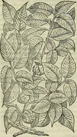 Picture 61 of 711 from Petri Andreae Matthioli Senensis serenissimi Principis Ferdinandi Archiducis Austriae & c., Medici, Commentarii secundo aucti : in libros sex Pedacii Dioscoridis Anazarbei de medica materia. Adiectis quàm plurimis plantarum, & animalium imaginibus quae in priore editione non habentur, eodem authore : his accessit eiusdem apologia adversus Amathum Lusitanum cum censura in eiusdem enarrationes (1558), leaf 207