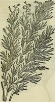 Picture 63 of 711 from Petri Andreae Matthioli Senensis serenissimi Principis Ferdinandi Archiducis Austriae & c., Medici, Commentarii secundo aucti : in libros sex Pedacii Dioscoridis Anazarbei de medica materia. Adiectis quàm plurimis plantarum, & animalium imaginibus quae in priore editione non habentur, eodem authore : his accessit eiusdem apologia adversus Amathum Lusitanum cum censura in eiusdem enarrationes (1558), leaf 210