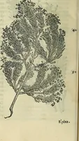 An illustration from Petri Andreae Matthioli Senensis serenissimi Principis Ferdinandi Archiducis Austriae & c., Medici, Commentarii secundo aucti : in libros sex Pedacii Dioscoridis Anazarbei de medica materia. Adiectis quàm plurimis plantarum, & animalium imaginibus quae in priore editione non habentur, eodem authore : his accessit eiusdem apologia adversus Amathum Lusitanum cum censura in eiusdem enarrationes (1558)