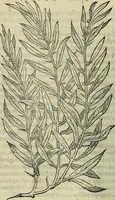An illustration from Petri Andreae Matthioli Senensis serenissimi Principis Ferdinandi Archiducis Austriae & c., Medici, Commentarii secundo aucti : in libros sex Pedacii Dioscoridis Anazarbei de medica materia. Adiectis quàm plurimis plantarum, & animalium imaginibus quae in priore editione non habentur, eodem authore : his accessit eiusdem apologia adversus Amathum Lusitanum cum censura in eiusdem enarrationes (1558)