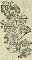 Picture 68 of 711 from Petri Andreae Matthioli Senensis serenissimi Principis Ferdinandi Archiducis Austriae & c., Medici, Commentarii secundo aucti : in libros sex Pedacii Dioscoridis Anazarbei de medica materia. Adiectis quàm plurimis plantarum, & animalium imaginibus quae in priore editione non habentur, eodem authore : his accessit eiusdem apologia adversus Amathum Lusitanum cum censura in eiusdem enarrationes (1558), leaf 213