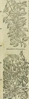 An illustration from Petri Andreae Matthioli Senensis serenissimi Principis Ferdinandi Archiducis Austriae & c., Medici, Commentarii secundo aucti : in libros sex Pedacii Dioscoridis Anazarbei de medica materia. Adiectis quàm plurimis plantarum, & animalium imaginibus quae in priore editione non habentur, eodem authore : his accessit eiusdem apologia adversus Amathum Lusitanum cum censura in eiusdem enarrationes (1558)