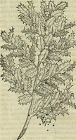 Picture 70 of 711 from Petri Andreae Matthioli Senensis serenissimi Principis Ferdinandi Archiducis Austriae & c., Medici, Commentarii secundo aucti : in libros sex Pedacii Dioscoridis Anazarbei de medica materia. Adiectis quàm plurimis plantarum, & animalium imaginibus quae in priore editione non habentur, eodem authore : his accessit eiusdem apologia adversus Amathum Lusitanum cum censura in eiusdem enarrationes (1558), leaf 215