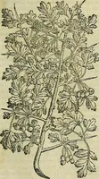 An illustration from Petri Andreae Matthioli Senensis serenissimi Principis Ferdinandi Archiducis Austriae & c., Medici, Commentarii secundo aucti : in libros sex Pedacii Dioscoridis Anazarbei de medica materia. Adiectis quàm plurimis plantarum, & animalium imaginibus quae in priore editione non habentur, eodem authore : his accessit eiusdem apologia adversus Amathum Lusitanum cum censura in eiusdem enarrationes (1558)