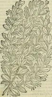 Picture 72 of 711 from Petri Andreae Matthioli Senensis serenissimi Principis Ferdinandi Archiducis Austriae & c., Medici, Commentarii secundo aucti : in libros sex Pedacii Dioscoridis Anazarbei de medica materia. Adiectis quàm plurimis plantarum, & animalium imaginibus quae in priore editione non habentur, eodem authore : his accessit eiusdem apologia adversus Amathum Lusitanum cum censura in eiusdem enarrationes (1558), leaf 218