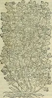 An illustration from Petri Andreae Matthioli Senensis serenissimi Principis Ferdinandi Archiducis Austriae & c., Medici, Commentarii secundo aucti : in libros sex Pedacii Dioscoridis Anazarbei de medica materia. Adiectis quàm plurimis plantarum, & animalium imaginibus quae in priore editione non habentur, eodem authore : his accessit eiusdem apologia adversus Amathum Lusitanum cum censura in eiusdem enarrationes (1558)