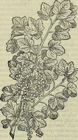 Picture 74 of 711 from Petri Andreae Matthioli Senensis serenissimi Principis Ferdinandi Archiducis Austriae & c., Medici, Commentarii secundo aucti : in libros sex Pedacii Dioscoridis Anazarbei de medica materia. Adiectis quàm plurimis plantarum, & animalium imaginibus quae in priore editione non habentur, eodem authore : his accessit eiusdem apologia adversus Amathum Lusitanum cum censura in eiusdem enarrationes (1558), leaf 219