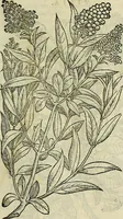 Picture 75 of 711 from Petri Andreae Matthioli Senensis serenissimi Principis Ferdinandi Archiducis Austriae & c., Medici, Commentarii secundo aucti : in libros sex Pedacii Dioscoridis Anazarbei de medica materia. Adiectis quàm plurimis plantarum, & animalium imaginibus quae in priore editione non habentur, eodem authore : his accessit eiusdem apologia adversus Amathum Lusitanum cum censura in eiusdem enarrationes (1558), leaf 220