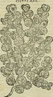 Picture 78 of 711 from Petri Andreae Matthioli Senensis serenissimi Principis Ferdinandi Archiducis Austriae & c., Medici, Commentarii secundo aucti : in libros sex Pedacii Dioscoridis Anazarbei de medica materia. Adiectis quàm plurimis plantarum, & animalium imaginibus quae in priore editione non habentur, eodem authore : his accessit eiusdem apologia adversus Amathum Lusitanum cum censura in eiusdem enarrationes (1558), leaf 223