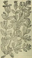 Picture 79 of 711 from Petri Andreae Matthioli Senensis serenissimi Principis Ferdinandi Archiducis Austriae & c., Medici, Commentarii secundo aucti : in libros sex Pedacii Dioscoridis Anazarbei de medica materia. Adiectis quàm plurimis plantarum, & animalium imaginibus quae in priore editione non habentur, eodem authore : his accessit eiusdem apologia adversus Amathum Lusitanum cum censura in eiusdem enarrationes (1558), leaf 223