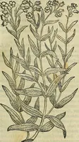Picture 81 of 711 from Petri Andreae Matthioli Senensis serenissimi Principis Ferdinandi Archiducis Austriae & c., Medici, Commentarii secundo aucti : in libros sex Pedacii Dioscoridis Anazarbei de medica materia. Adiectis quàm plurimis plantarum, & animalium imaginibus quae in priore editione non habentur, eodem authore : his accessit eiusdem apologia adversus Amathum Lusitanum cum censura in eiusdem enarrationes (1558), leaf 224