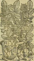 Picture 82 of 711 from Petri Andreae Matthioli Senensis serenissimi Principis Ferdinandi Archiducis Austriae & c., Medici, Commentarii secundo aucti : in libros sex Pedacii Dioscoridis Anazarbei de medica materia. Adiectis quàm plurimis plantarum, & animalium imaginibus quae in priore editione non habentur, eodem authore : his accessit eiusdem apologia adversus Amathum Lusitanum cum censura in eiusdem enarrationes (1558), leaf 228