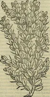 An illustration from Petri Andreae Matthioli Senensis serenissimi Principis Ferdinandi Archiducis Austriae & c., Medici, Commentarii secundo aucti : in libros sex Pedacii Dioscoridis Anazarbei de medica materia. Adiectis quàm plurimis plantarum, & animalium imaginibus quae in priore editione non habentur, eodem authore : his accessit eiusdem apologia adversus Amathum Lusitanum cum censura in eiusdem enarrationes (1558)