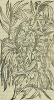 Picture 86 of 711 from Petri Andreae Matthioli Senensis serenissimi Principis Ferdinandi Archiducis Austriae & c., Medici, Commentarii secundo aucti : in libros sex Pedacii Dioscoridis Anazarbei de medica materia. Adiectis quàm plurimis plantarum, & animalium imaginibus quae in priore editione non habentur, eodem authore : his accessit eiusdem apologia adversus Amathum Lusitanum cum censura in eiusdem enarrationes (1558), leaf 235